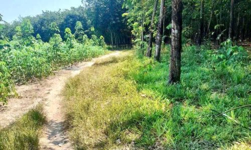 CẦN BÁN GẤP HƠN 1 MẪU ĐÂT TẠI TÂN HIỆP TÂN CHÂU TÂY NINH