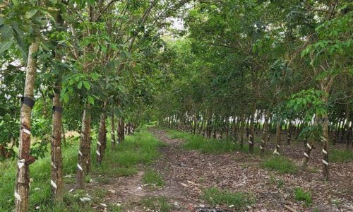 CHỦ BÁN HƠN 1 MẪU ĐẤT CAO SU ĐẸP CẠNH CỤM CÔNG NGHIỆP XÃ TÂN PHÚ, TÂY NINH