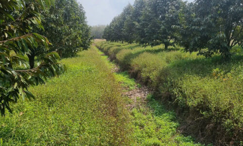 CHỦ CẦN BÁN GẤP 1,8 MẪU ĐẤT SẦU RIÊNG ĐANG CHO TRÁI – HỘI THẠNH, TÂN HỘI, TÂY NINH